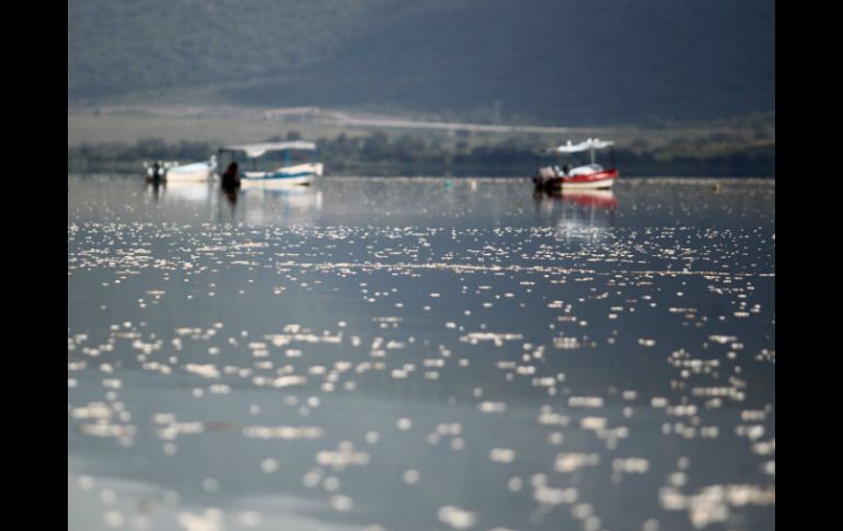 Afirman que la Laguna de Cajititlán está en niveles 'dentro de norma'. ARCHIVO /