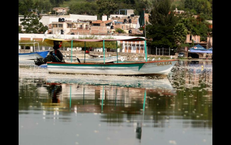 La CEA informó que los peces murieron por los cambios de temperatura y oxigenación. ARCHIVO /