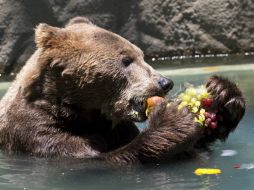 Un oso come una naranja y uvas congeladas. AP /