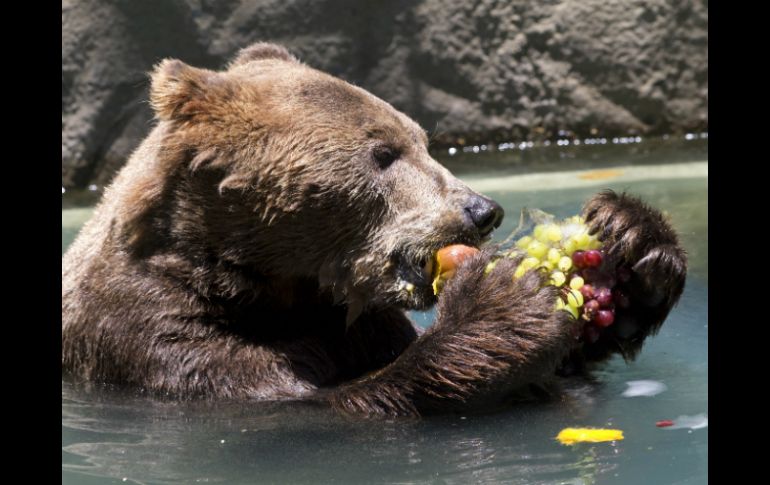 Un oso come una naranja y uvas congeladas. AP /