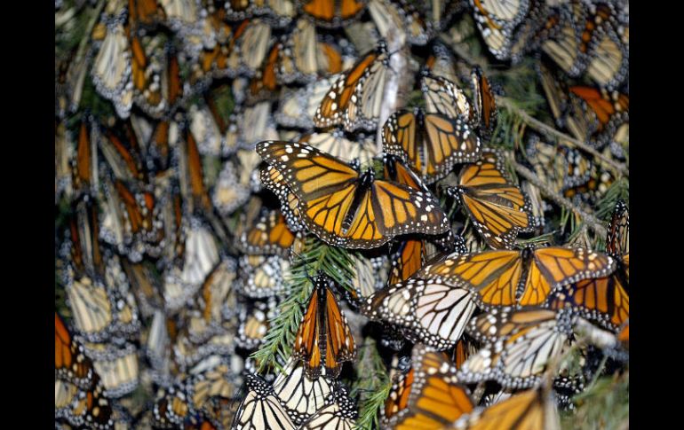 La 'guerrera viajera' se refugia en montañas del Estado de México donde encuentra agua y humedad. ARCHIVO /