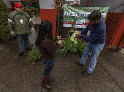 Las personas que dejan su árbol de Navidad en el centro de acopio reciben una planta de ornato.  /