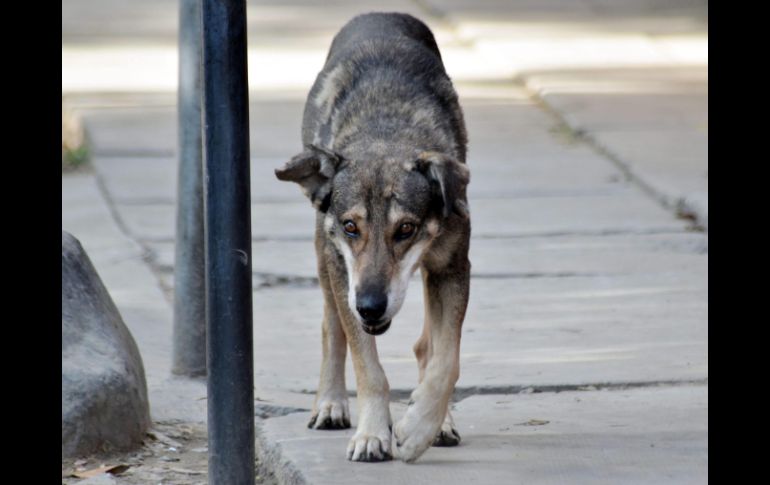 'Hachi' ha hecho de una avenida su hogar y llora en la esquina donde ocurrió el accidente que le quitó a su amo. EFE /