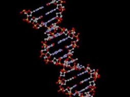 El ADN humano contiene genes que sirven para producir proteínas. ARCHIVO /