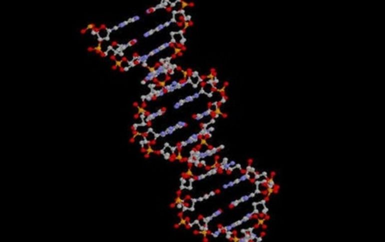 El ADN humano contiene genes que sirven para producir proteínas. ARCHIVO /