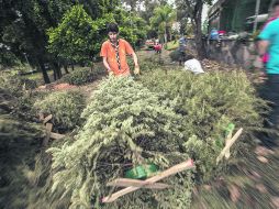 Nuevo uso. La composta obtenida de los árboles recolectados será empleada como abono para los jardines y camellones de la ciudad.  /