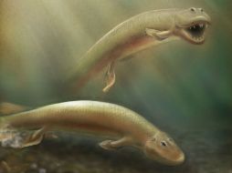 El Tiktaalik roseae tenía la cabeza achatada similar a la de un cocodrilo y dientes delanteros afilados como un depredador. AFP /