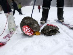 Los dueños pusieron a sus animales en esquíes o encima de un trineo y los guiaron durante la carrera. AFP /