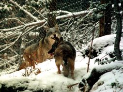 Un aspecto en esta investigación fue la diferencia entre razas de perro y de lobos en el número de genes de amilasa. ARCHIVO /