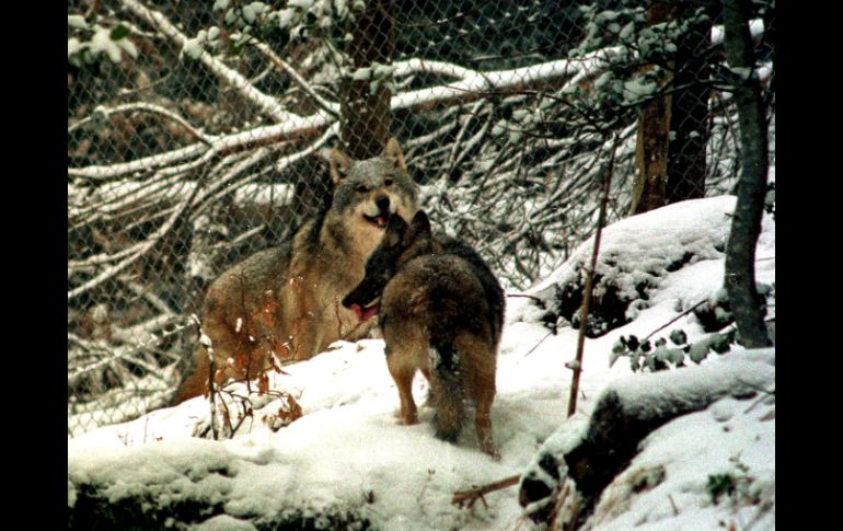 Un aspecto en esta investigación fue la diferencia entre razas de perro y de lobos en el número de genes de amilasa. ARCHIVO /