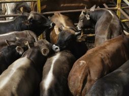 El año pasado, el rastro recibió visitas sorpresa de la Sagarpa donde se retuvieron a cerca de 20 animales por sospecha de clembuterol. ARCHIVO /