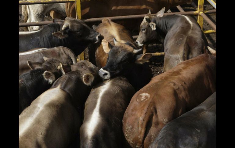 El año pasado, el rastro recibió visitas sorpresa de la Sagarpa donde se retuvieron a cerca de 20 animales por sospecha de clembuterol. ARCHIVO /