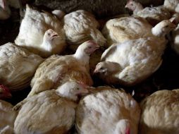 Corea del Sur ya sufrió a finales de 2011 un brote de gripe aviar que obligó a sacrificar más de tres millones de aves. ARCHIVO /