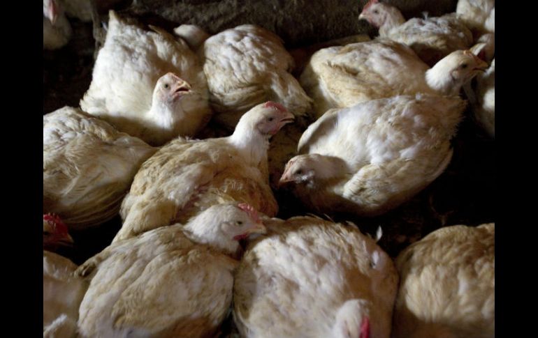 Corea del Sur ya sufrió a finales de 2011 un brote de gripe aviar que obligó a sacrificar más de tres millones de aves. ARCHIVO /