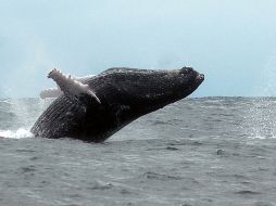 Las ballenas jorobadas son una especie migratoria en constante amenaza. ARCHIVO /