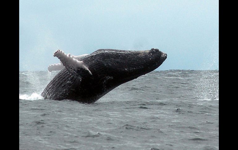 Las ballenas jorobadas son una especie migratoria en constante amenaza. ARCHIVO /