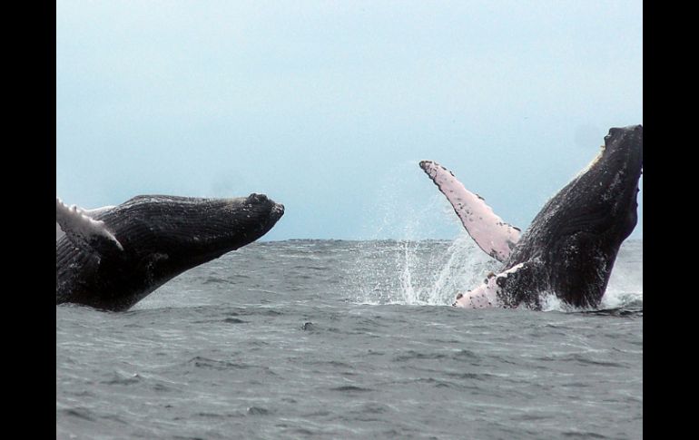 Los Cabos se caracteriza especialmente por poder avistar a la ballena jorobada. ARCHIVO /