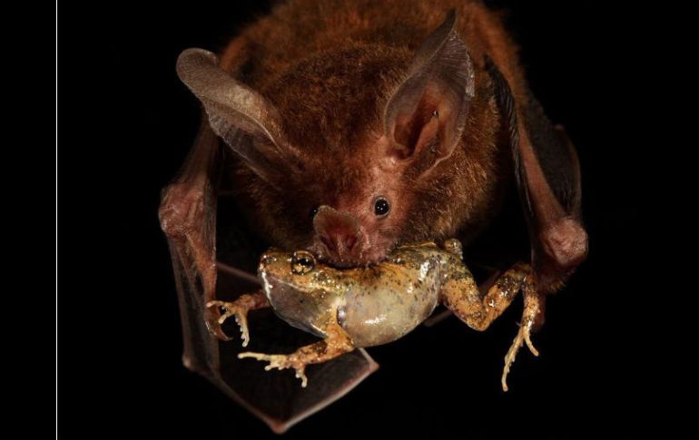El murciélago que come ranas, es el principal predador de esos anfibios. EFE /
