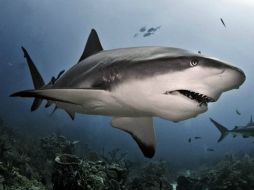 Los ejemplares de tiburón blanco que sean capturados durante la pesca, deberán ser liberados y regresados al mar. ARCHIVO /