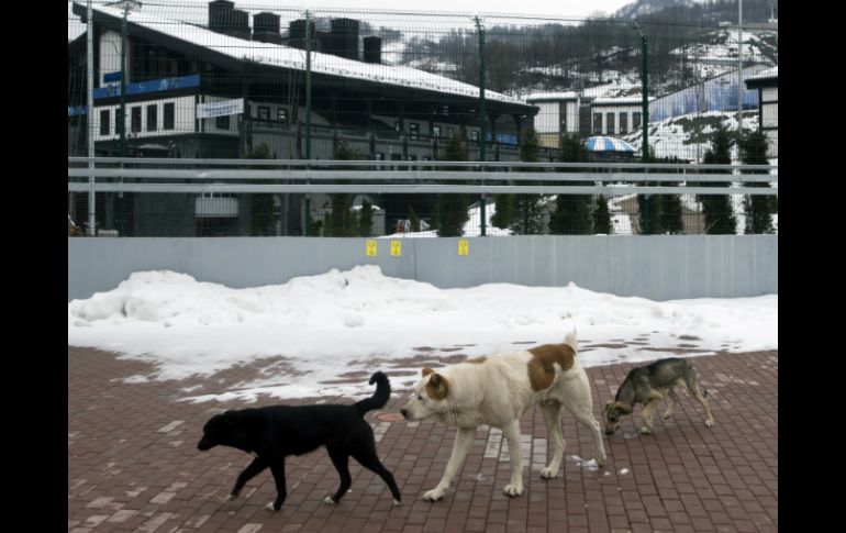 Es común ver perros callejeros en Sochi, que se congregan sobre todo en sitios de construcción. AP /