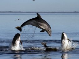 De 83 especies de cetáceos en el mundo, entre ellos los delfines, en Perú hay 36. ARCHIVO /