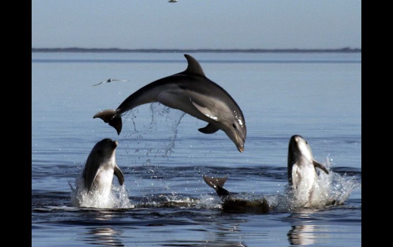 De 83 especies de cetáceos en el mundo, entre ellos los delfines, en Perú hay 36. ARCHIVO /