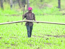 Sagarpa busca ayudar a la rentabilidad de las tierras y generar más productividad en parcelas de la gente más vulnerables.  /