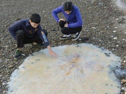 La medusa fue descubierta por una familia en la isla de Tasmania. AFP /