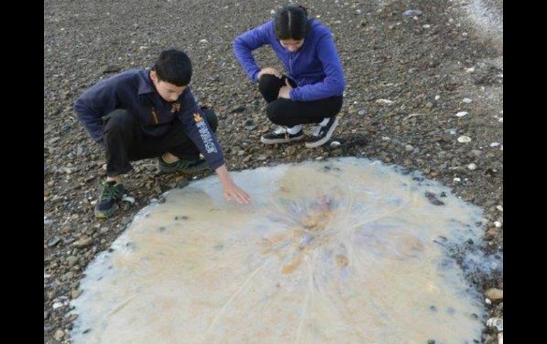 La medusa fue descubierta por una familia en la isla de Tasmania. AFP /