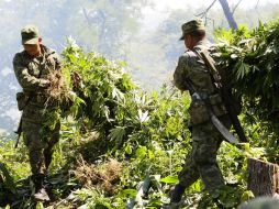 Además fueron destruidos 429 plantíos de mariguana. ARCHIVO /