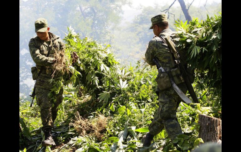 Además fueron destruidos 429 plantíos de mariguana. ARCHIVO /