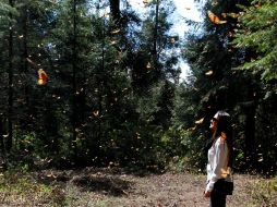 El santuario El Rosario, ubicado en el municipio de Ocampo, Michoacán, recibe cada año alrededor de 40 millones de mariposas. NTX /