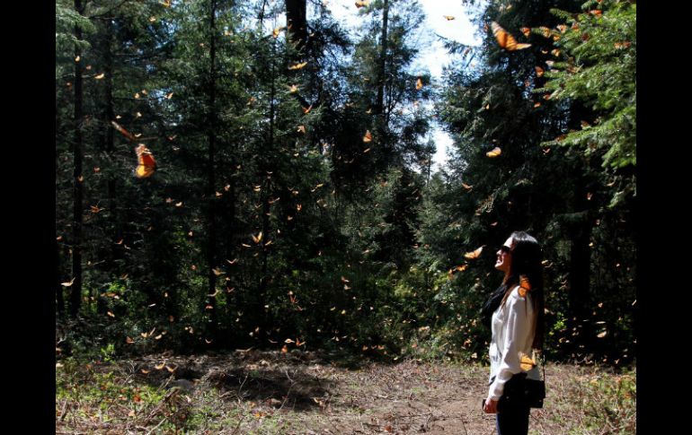 El santuario El Rosario, ubicado en el municipio de Ocampo, Michoacán, recibe cada año alrededor de 40 millones de mariposas. NTX /