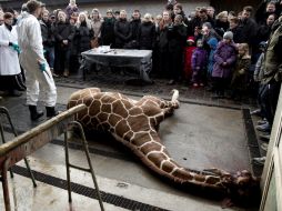 El cuerpo despedazado del animal se utilizará para alimentar a las fieras  del parque. AP /