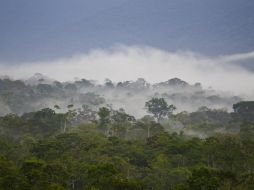 Aspecto de la Amazonia ecuatoriana. ARCHIVO /