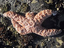 El síndrome debilitante de las estrellas de mar, causa lesiones blancas en la piel de las estrellas de mar y una deformación inusual. AP /