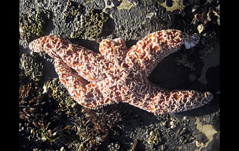 El síndrome debilitante de las estrellas de mar, causa lesiones blancas en la piel de las estrellas de mar y una deformación inusual. AP /