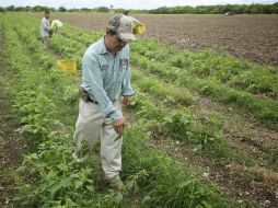 Afirman que actualmente la agricultura de EU tiene gran dependencia de trabajadores indocumentados. ARCHIVO /