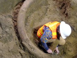 Trabajadores de la construcción descubren el colmillo a unos 10 metros debajo del nivel de la calle. AP /