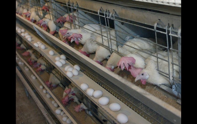 Avicultores aseguran que el sector se ha ido recuperando de la crisis de 2013 derivado del golpe de la influenza aviar de 2012.  /