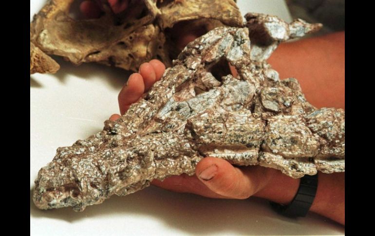 El 'Spinosaurus' era un carnívoro con cabeza similar a un cocodrilo que se alimentaba de peces. ARCHIVO /