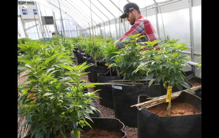 Se propone dar facultades a los estados para regular el cultivo de mariguana. ARCHIVO /