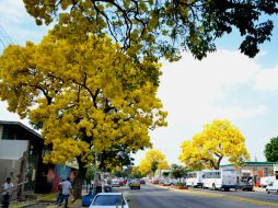 El florecimiento de estos árboles es una de las bellezas que caracteriza a nuestra ciudad.  /