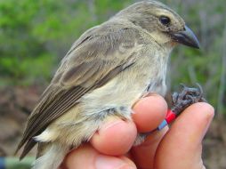 El ave es atacada por varios depredadores, especialmente por la mosca parásita 'Philornis' cuyo alimento es la sangre de los polluelos. ESPECIAL /