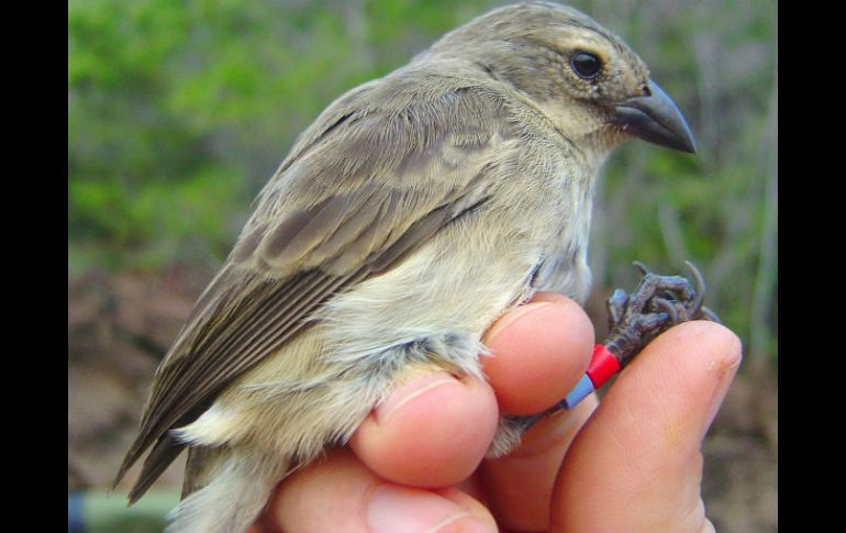 El ave es atacada por varios depredadores, especialmente por la mosca parásita 'Philornis' cuyo alimento es la sangre de los polluelos. ESPECIAL /