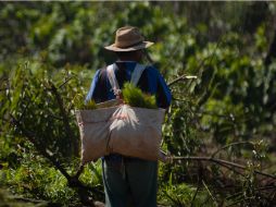 Oaxaca y Chiapas disputan 150 mil hectáreas de selvas y bosques. ARCHIVO /