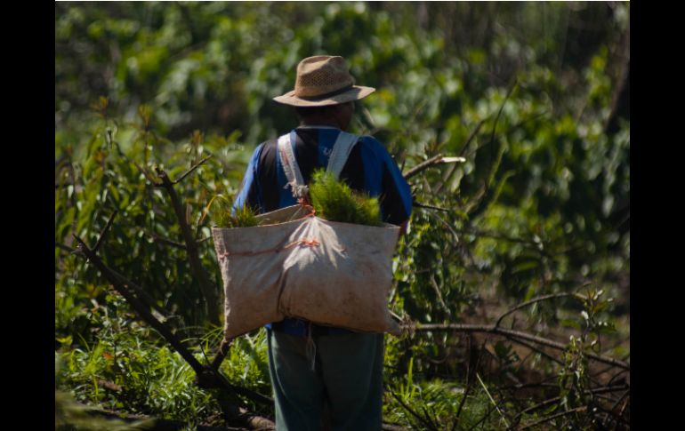 Oaxaca y Chiapas disputan 150 mil hectáreas de selvas y bosques. ARCHIVO /