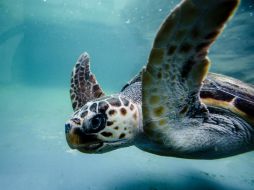 La especie es esencial en el mantenimiento del ecosistema marino, una función de suma importancia para ambas naciones. ARCHIVO /