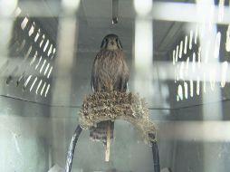 En resguardo. Un cernícalo que se encuentra en las instalaciones del CIVS de Guadalajara en espera de ser liberado.  /