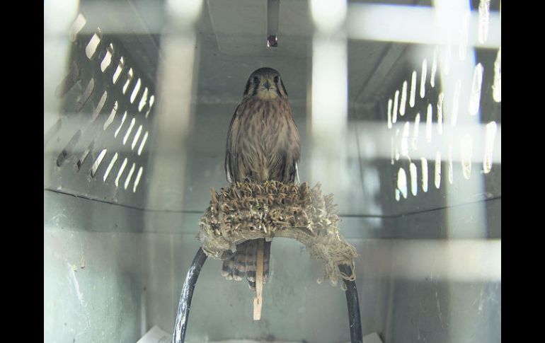 En resguardo. Un cernícalo que se encuentra en las instalaciones del CIVS de Guadalajara en espera de ser liberado.  /